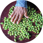 Jaya Spices